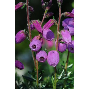 Bruyère d'irlande 'vanessa' taille du p