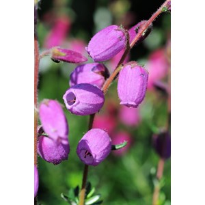 Bruyère d'irlande 'vanessa' taille du p