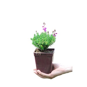 Bruyère d'irlande 'vanessa' taille du p