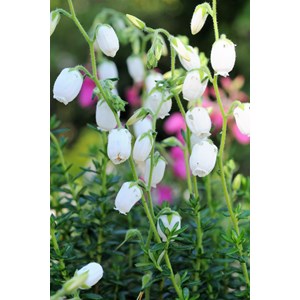 Bruyère d'irlande 'alberta white' taille du pot - en pot de 1 litre