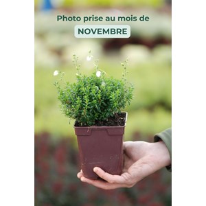 Bruyère d'irlande 'alberta white' taill