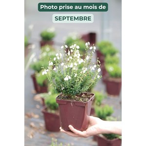 Bruyère d'irlande 'alberta white' taill