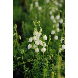 Bruyère d'irlande 'alberta white' taill