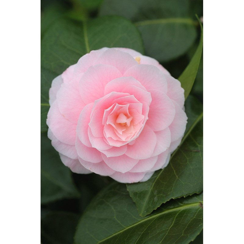 Camélia 'usu otome' taille du pot - en pot de 4 litres (hauteur 30&nbsp;40 cm)