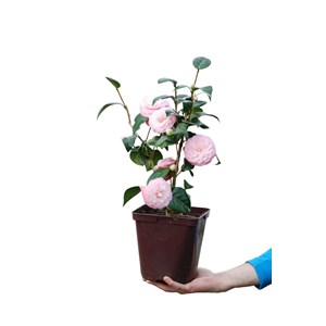 Camélia 'usu otome' taille du pot - en