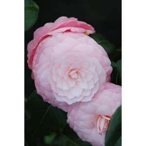 Camélia 'usu otome' taille du pot - en