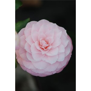 Camélia 'usu otome' taille du pot - en