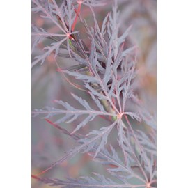 Erable 'dissectum garnet' taille du pot