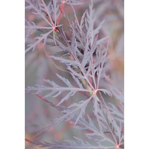 Erable 'dissectum garnet' taille du pot - en pot de 4 litres