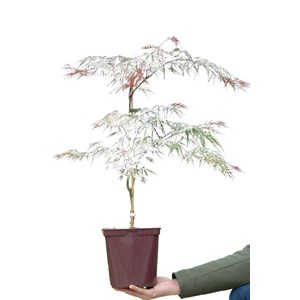Erable 'dissectum garnet' taille du pot