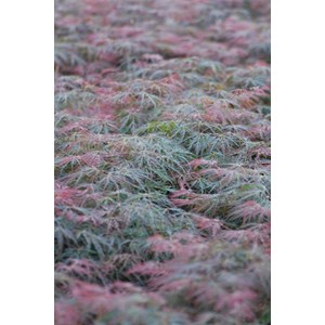 Erable 'dissectum garnet' taille du pot