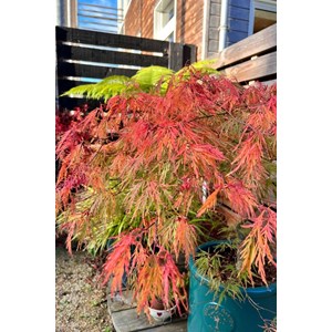 Erable 'dissectum garnet' taille du pot