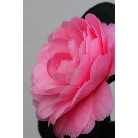 Camélia 'eg waterhouse' taille du pot -