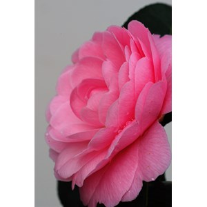 Camélia 'eg waterhouse' taille du pot -