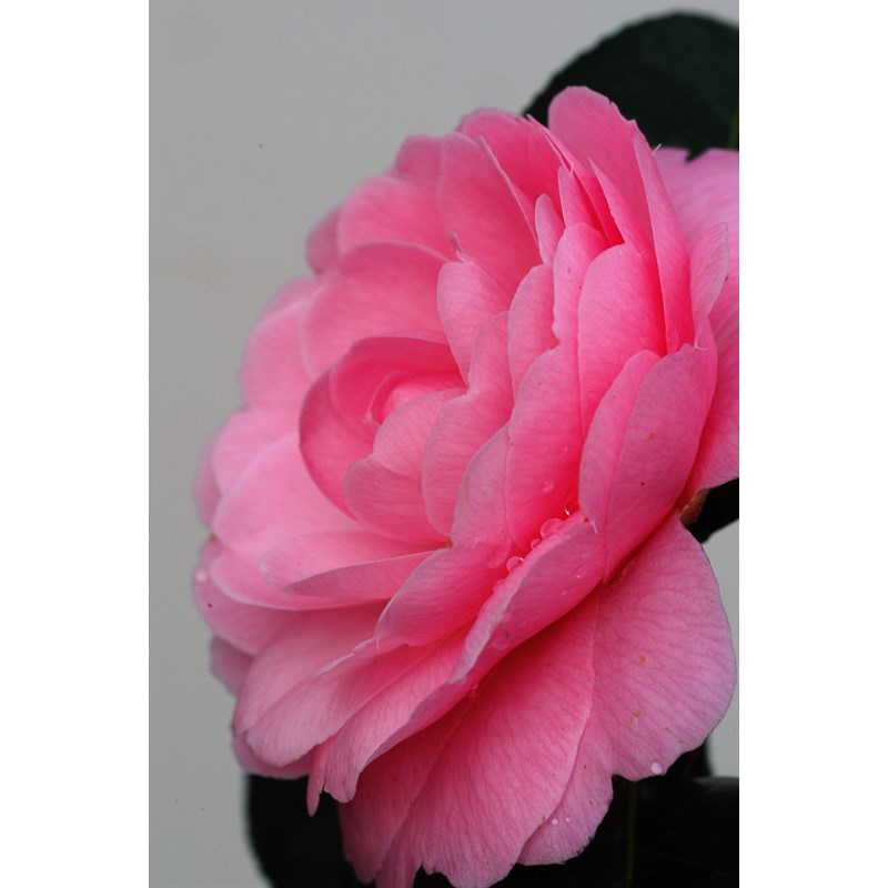 Camélia 'eg waterhouse' taille du pot -