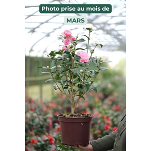 Camélia 'eg waterhouse' taille du pot -