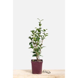 Camélia 'eg waterhouse' taille du pot -