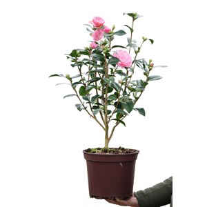 Camélia 'eg waterhouse' taille du pot -