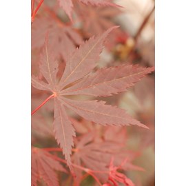 Erable du japon 'trompenburg' taille du