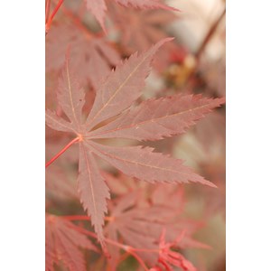 Erable du japon 'trompenburg' taille du