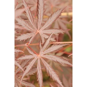 Erable du japon 'trompenburg' taille du