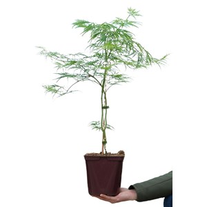 Erable 'dissectum' taille du pot - en po