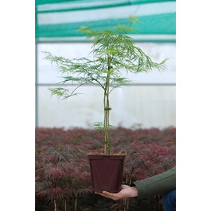 Erable 'dissectum' taille du pot - en pot de 4 litres