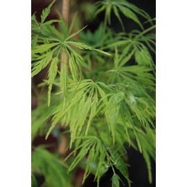 Erable 'dissectum' taille du pot - en po
