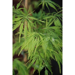 Erable 'dissectum' taille du pot - en pot de 2 litres