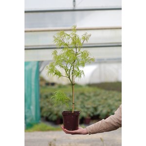 Erable 'dissectum' taille du pot - en pot de 2 litres