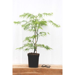 Erable 'dissectum' taille du pot - en pot de 2 litres