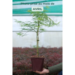 Erable 'dissectum' taille du pot - en pot de 2 litres