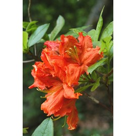 Azalée de chine 'hotspur red' taille du