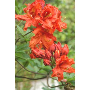 Azalée de chine 'hotspur red' taille du