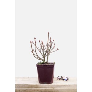 Azalée de chine 'hotspur red' taille du