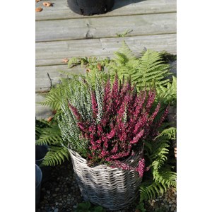 Bruyère d'été 'alicia' et 'athena' ta