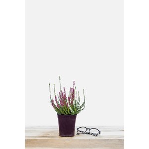 Bruyère d'été 'alicia' et 'athena' ta