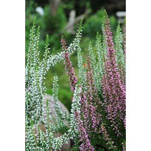 Bruyère d'été 'alicia' et 'athena' ta