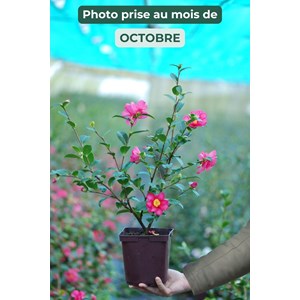 Camélia 'kanjirô ' taille du pot - en