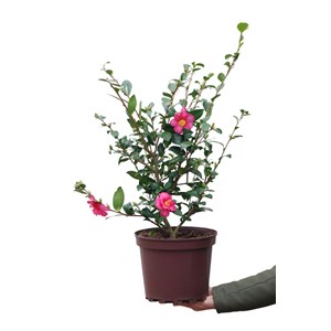 Camélia 'kanjirô ' taille du pot - en