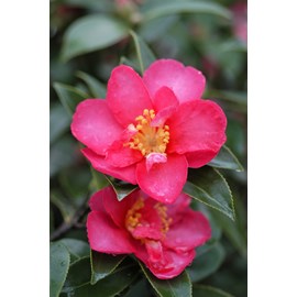 Camélia 'kanjirô ' taille du pot - en