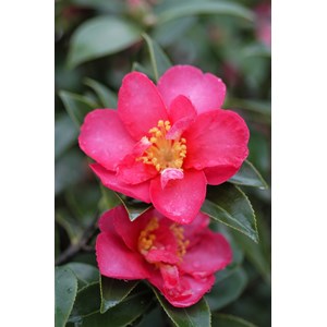 Camélia 'kanjirô ' taille du pot - en pot de 7.5 litres