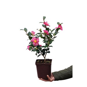 Camélia 'kanjirô ' taille du pot - en