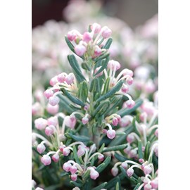 Andromède 'blue ice' taille du pot - en