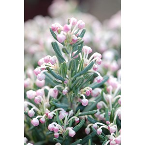 Andromède 'blue ice' taille du pot - en