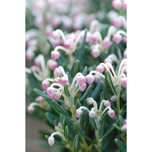 Andromède 'blue ice' taille du pot - en