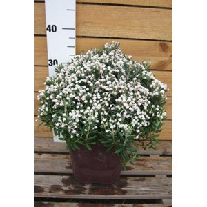 Andromède 'blue ice' taille du pot - en