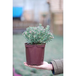 Andromède 'blue ice' taille du pot - en pot de 3 litres