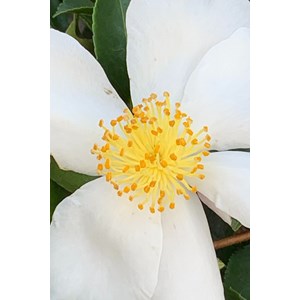 Camélia 'helen' taille du pot - en pot