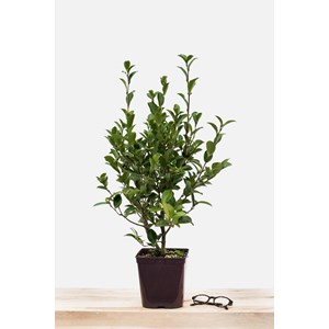 Camélia 'helen' taille du pot - en pot